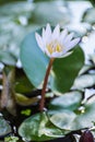 Beauty white lotus flower Royalty Free Stock Photo