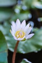 Beauty white lotus flower Royalty Free Stock Photo