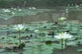 Beauty White lotus in a lake Royalty Free Stock Photo