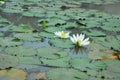 Beauty White lotus in a lake Royalty Free Stock Photo