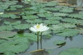 Beauty White lotus in a lake Royalty Free Stock Photo