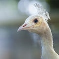 Beauty white male peacock