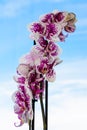The beauty of a white and purple Orchid in full bloom. Phalaenopsis Orchid flower on a background of blue sky. Royalty Free Stock Photo