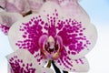 The beauty of a white and purple Orchid in full bloom. Phalaenopsis Orchid flower on a background of blue sky. Royalty Free Stock Photo