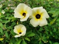 The beauty of 3 white Turnera subulata flowers on green leaves background. Flower known by the common names white buttercup,