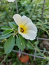 The beauty of white turnera ulmifolia flowers in the garden.