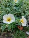 The beauty of white turnera ulmifolia flowers in the garden.