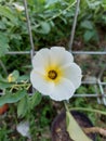 The beauty of white turnera ulmifolia flowers in the garden.