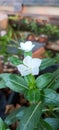 The beauty of the white vinca flowers in the garden