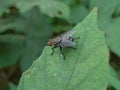 Red-eyed fly on a green leaf ( Fly - Insect ) Royalty Free Stock Photo