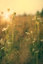 Beauty wild flowers on the meadow