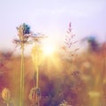 Beauty wild flowers on the meadow