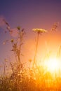 Beauty wild flowers under the evening sun