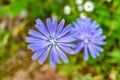 Beauty wild growing flower chicory ordinary on background meadow