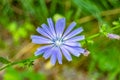 Beauty wild growing flower chicory ordinary on background meadow