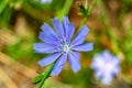Beauty wild growing flower chicory ordinary on background meadow