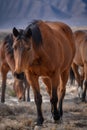 Wild Mustang close up in the desert