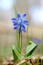 Beauty wild scilla bifolia flowers