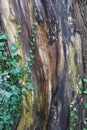 the beauty of winter: bark and ivy in december