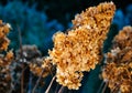 Dead hydrangea plant, hydrangea plant in winter Royalty Free Stock Photo