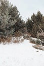 Winter landscape in Pyrinees  Spain Royalty Free Stock Photo