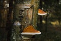 The beauty of the woods. Stump. Mushrooms