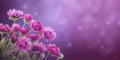 Beauty xeranthemum flower, garden decoration, copy space blurred background