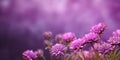Beauty xeranthemum flower, garden decoration, copy space blurred background Royalty Free Stock Photo