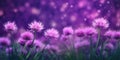 Beauty xeranthemum flower, garden decoration, copy space blurred background