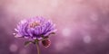 Beauty xeranthemum flower, garden decoration, copy space blurred background