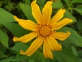 The beauty of the yellow blooming flowers of Jerusalem Artichoke or often also called Venegasia, Sunroot, or Sunchoke