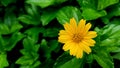 The Beauty yellow flower, garden Blur Background