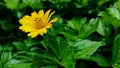 The Beauty yellow flower, garden Blur Background