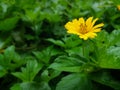 The Beauty yellow flower, garden Blur Background