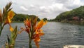 the beauty of yellow flowers at the duta kenanga lake, bekasi, indonesia