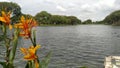 the beauty of yellow flowers at the duta kenanga lake, bekasi, indonesia