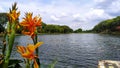 the beauty of yellow flowers at the duta kenanga lake, bekasi, indonesia