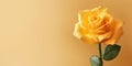 Beauty yellow rose flower, garden decoration, copy space blurred background Royalty Free Stock Photo