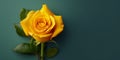 Beauty yellow rose flower, garden decoration, copy space blurred background Royalty Free Stock Photo