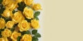 Beauty yellow rose flower, garden decoration, copy space blurred background Royalty Free Stock Photo