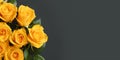 Beauty yellow rose flower, garden decoration, copy space blurred background Royalty Free Stock Photo
