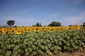 The beauty of the yellow sunflower fields blooming in the cold wind outdoors at Sunflower Farm, Thailand Royalty Free Stock Photo