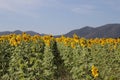 The beauty of the yellow sunflower fields blooming in the cold wind outdoors at Sunflower Farm, Thailand Royalty Free Stock Photo