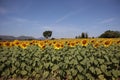 The beauty of the yellow sunflower fields blooming in the cold wind outdoors at Sunflower Farm, Thailand Royalty Free Stock Photo