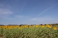 The beauty of the yellow sunflower fields blooming in the cold wind outdoors at Sunflower Farm, Thailand Royalty Free Stock Photo