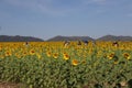 The beauty of the yellow sunflower fields blooming in the cold wind outdoors at Sunflower Farm, Thailand Royalty Free Stock Photo