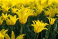 beauty yellow tulip flower Royalty Free Stock Photo