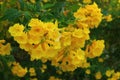 The beauty of the yellow Urai flowers blooming in the summer. Royalty Free Stock Photo