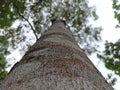 the beauty of young durian trees