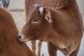 Beauty of Zebu Cow Closeup Royalty Free Stock Photo